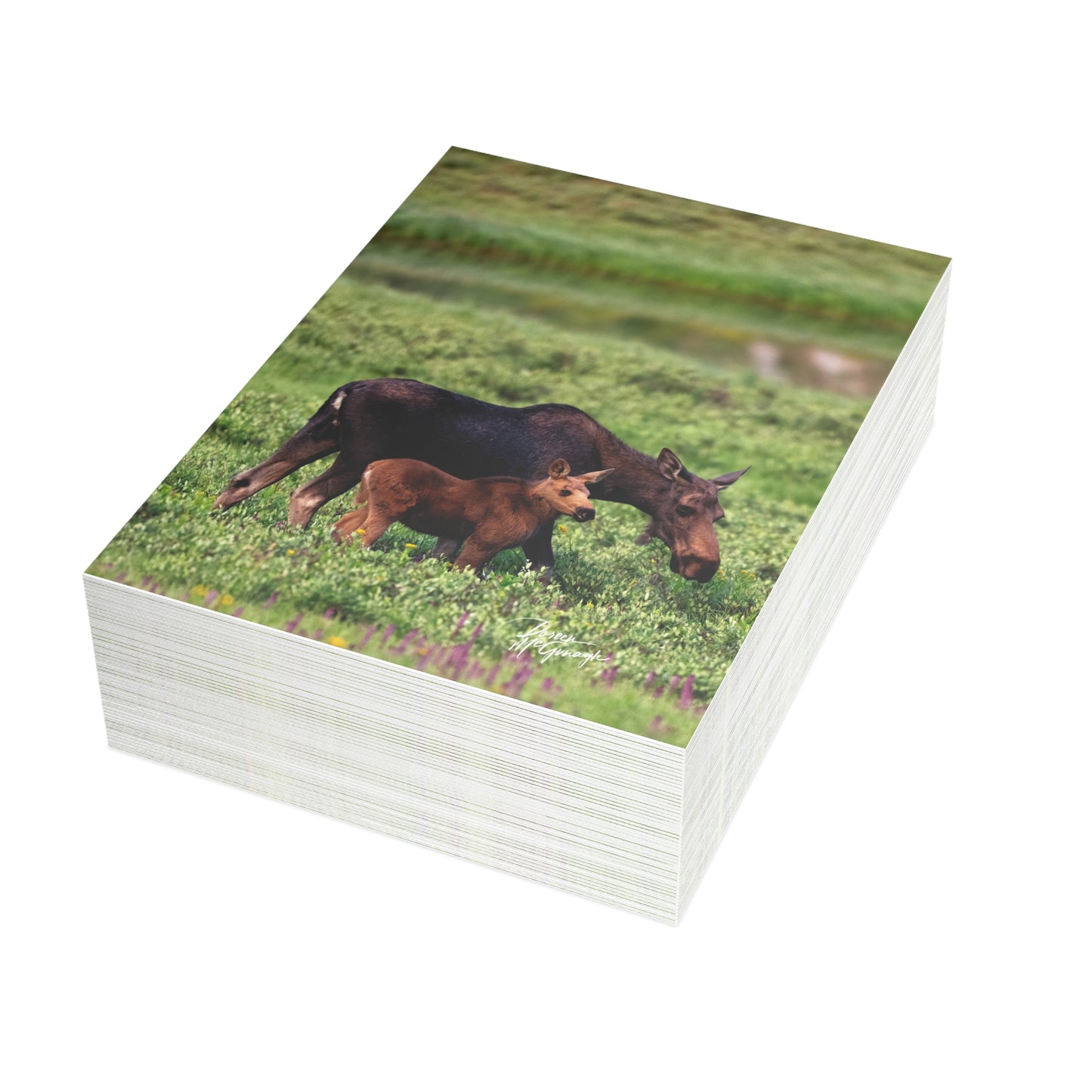 Box of 50 Moose and Baby Greeting Cards | Nature-Themed 5x7 Note Cards | Eco-Friendly Wildlife Stationery for Nature Lovers & Special Occasions