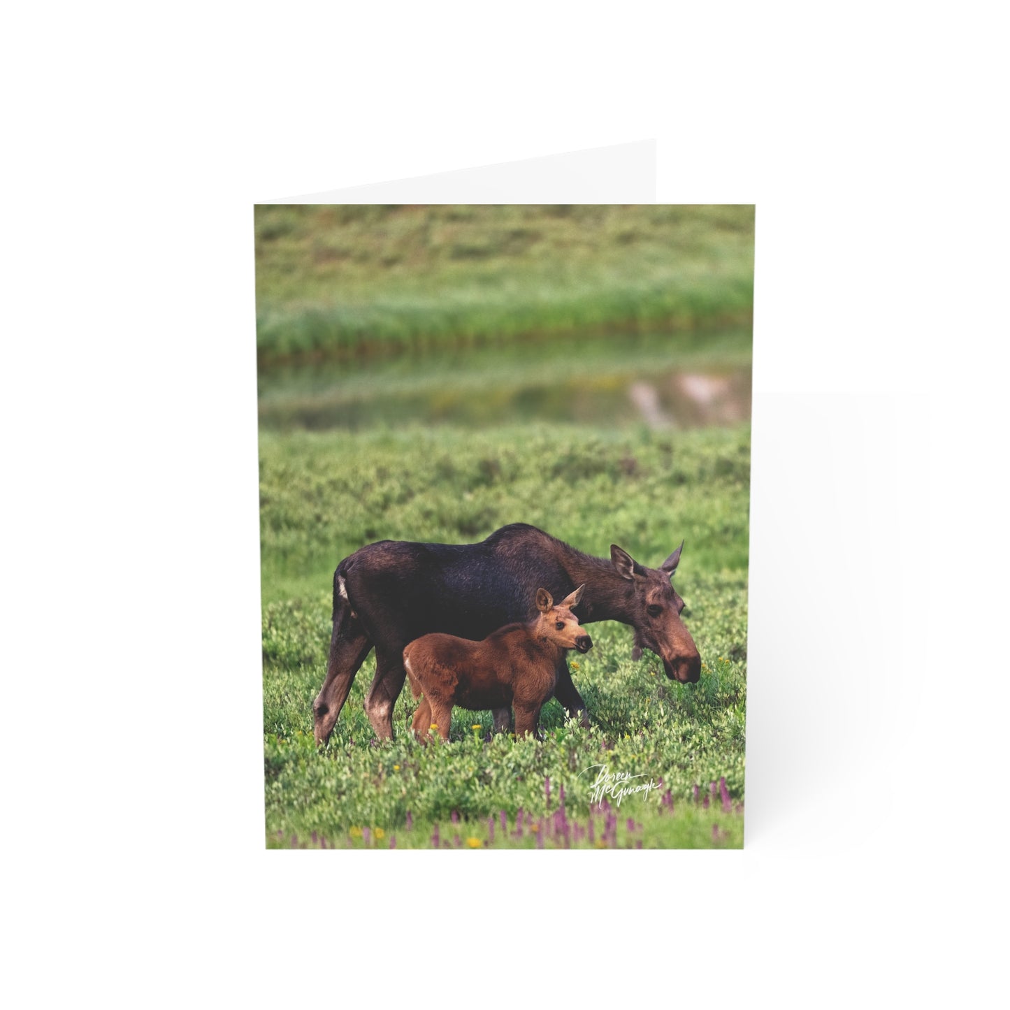 Box of 50 Moose and Baby Greeting Cards | Nature-Themed 5x7 Note Cards | Eco-Friendly Wildlife Stationery for Nature Lovers & Special Occasions