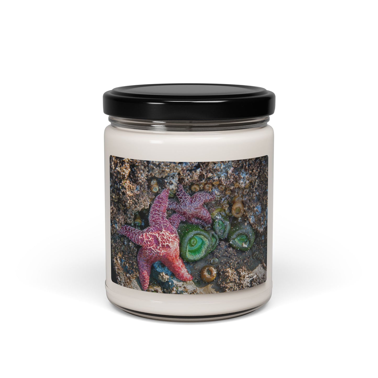 Beach-Inspired Scented Soy Candle – Coastal Serenity and Marine Life Elegance