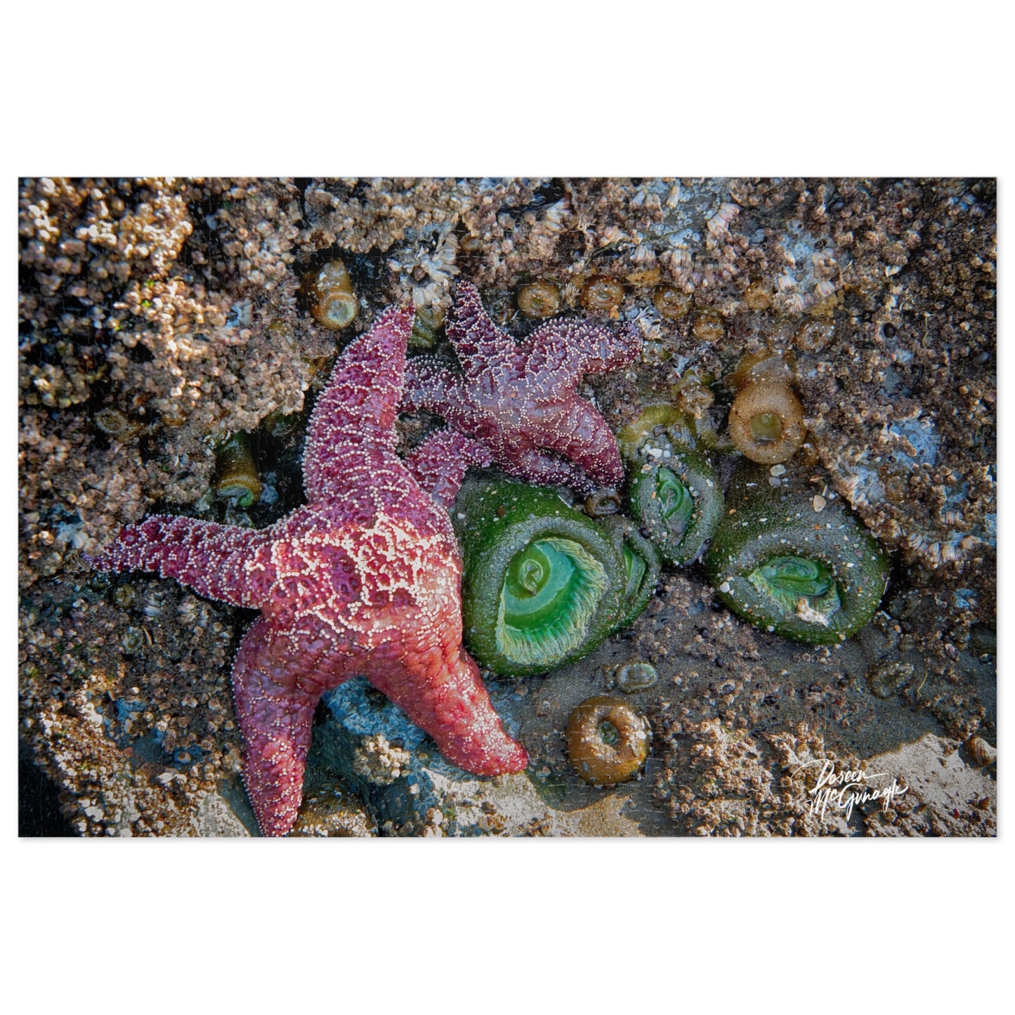 Ocean Life Jigsaw Puzzle – 1000 Piece Starfish Edition