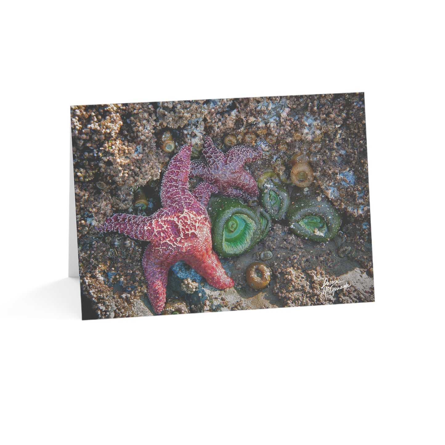 Marine Life Starfish Greeting Card Set – Nature-Inspired Stationery for Every Occasion | 5x7 note cards
