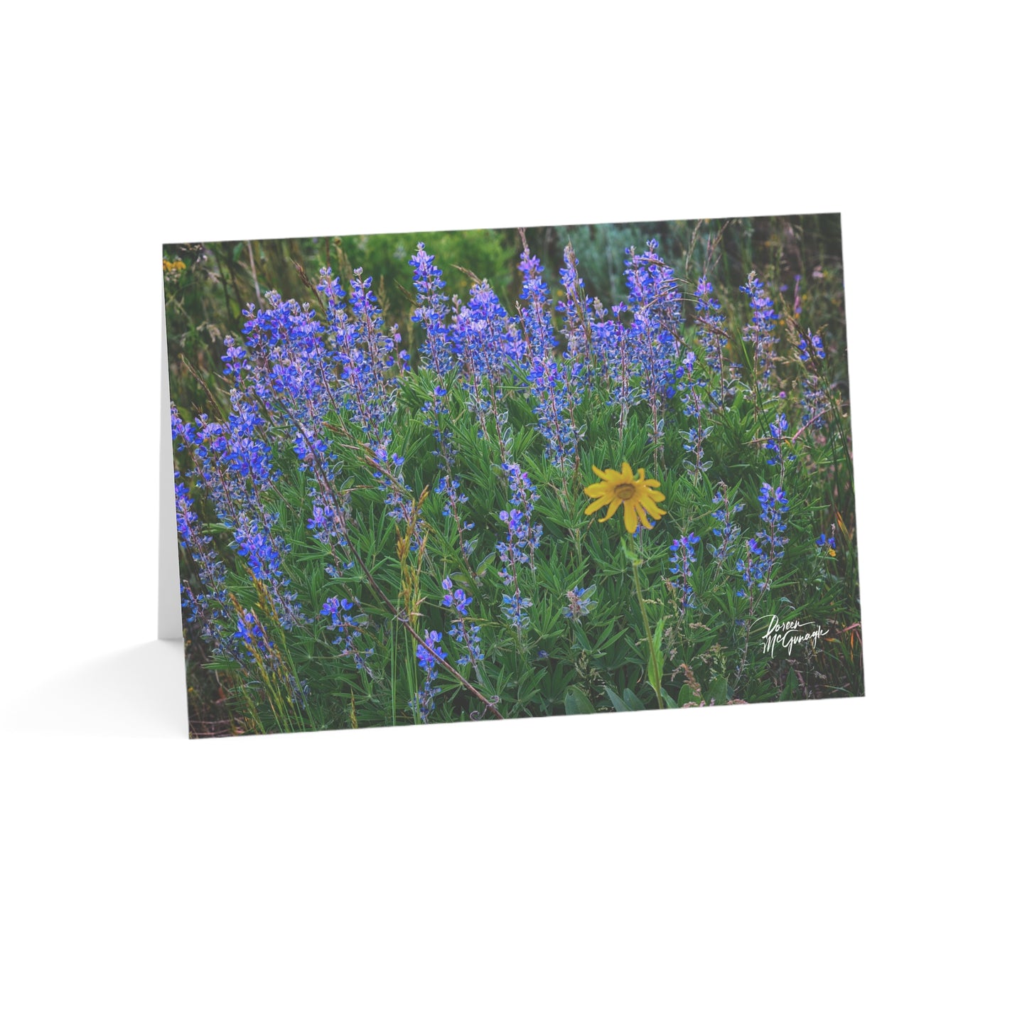 Box of 50 Nature-Inspired Greeting Cards | Wild Lupines & Daisy Design | Scenic 5x7 Note Cards, Handmade Stationery for Nature Lovers & All Occasions