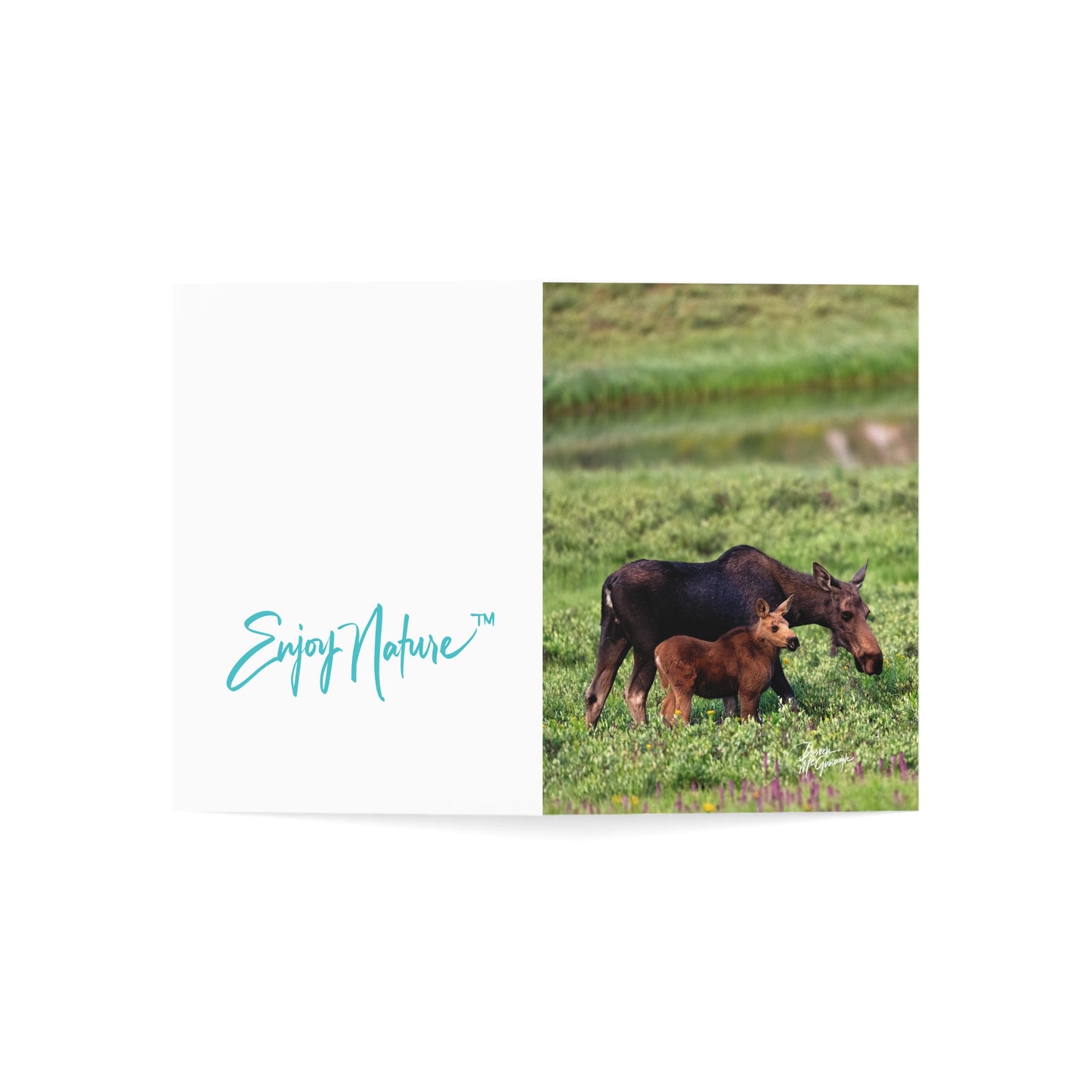 Box of 50 Moose and Baby Greeting Cards | Nature-Themed 5x7 Note Cards | Eco-Friendly Wildlife Stationery for Nature Lovers & Special Occasions