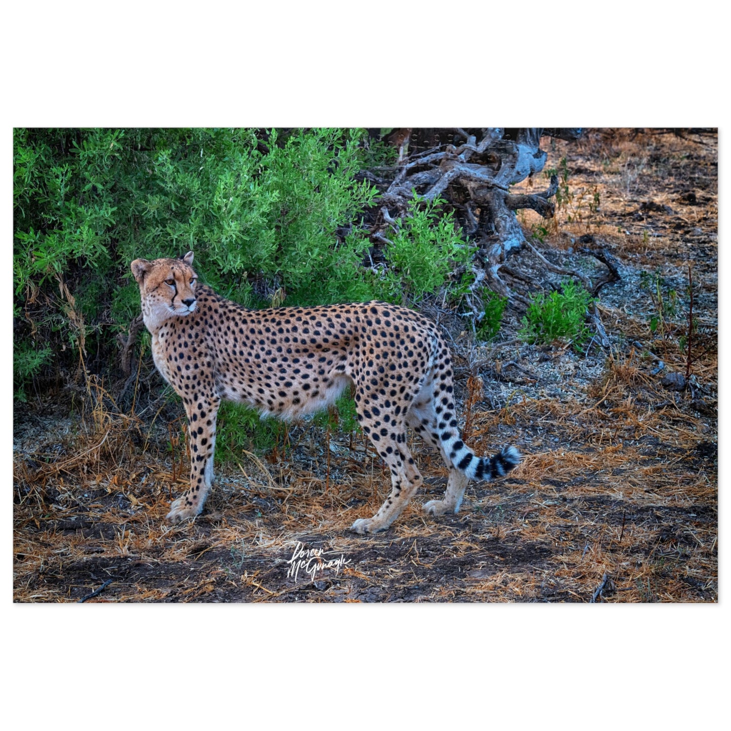 Cheetah Stand Jigsaw Puzzle by Enjoy Nature
