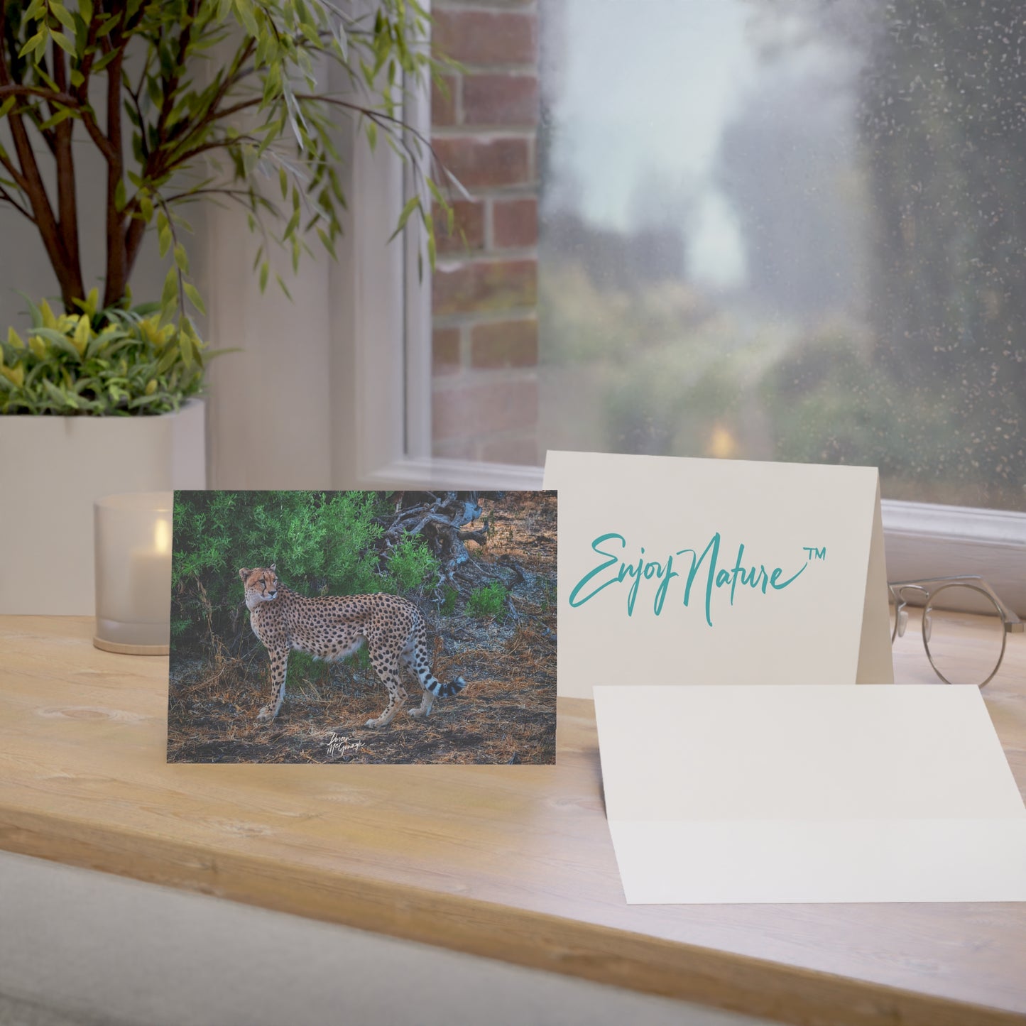 5x7 Note Card Box of 10: Cheetah Stand in Botswana Africa