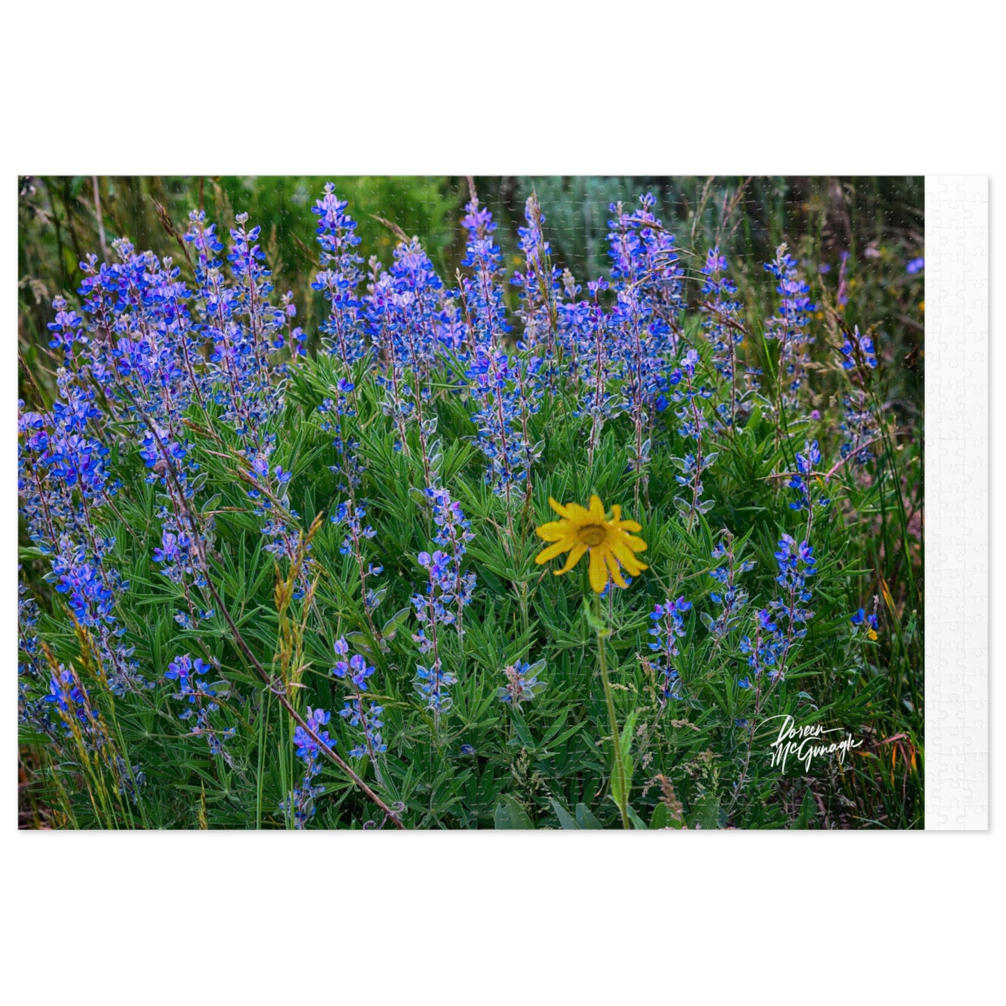 Wild Lupines with Daisy, Nature-Inspired Jigsaw Puzzle with Tin - Perfect Gift for Puzzle Lovers, Floral Wall Art, Home Decor, Family Activity, Relaxation