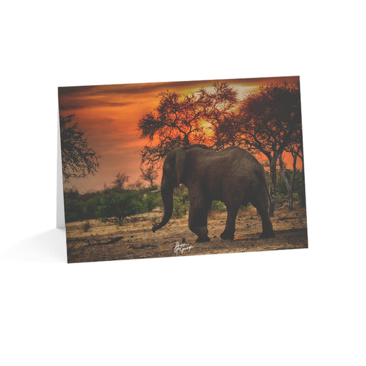 Why 5x7 Note Cards with Wildlife Photography Make Meaningful Gifts