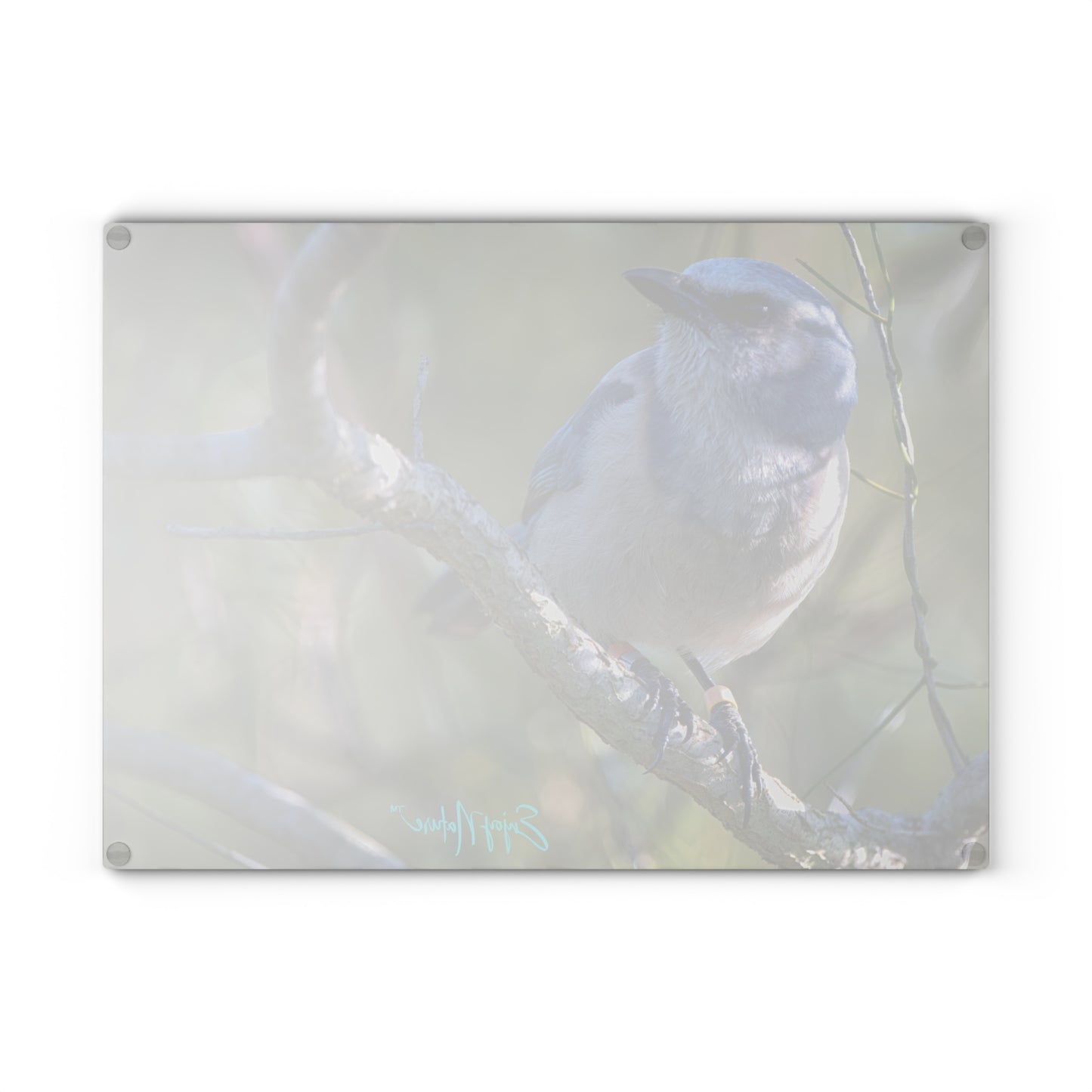 Scrub Jay Glass Cutting Board – Vibrant Florida Wildlife Kitchen Decor | Enjoy Nature Collection