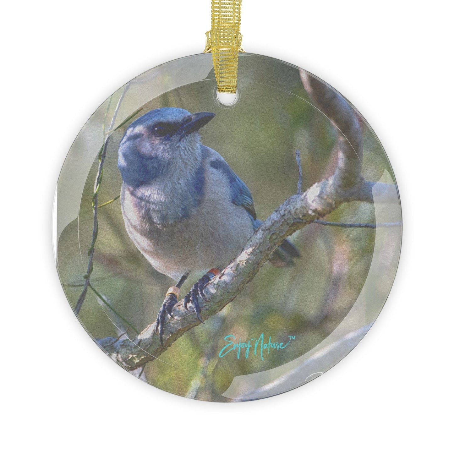 Scrub Jay Glass Ornament – Vibrant Wildlife Holiday Decor | Florida Native Bird | Enjoy Nature Collection