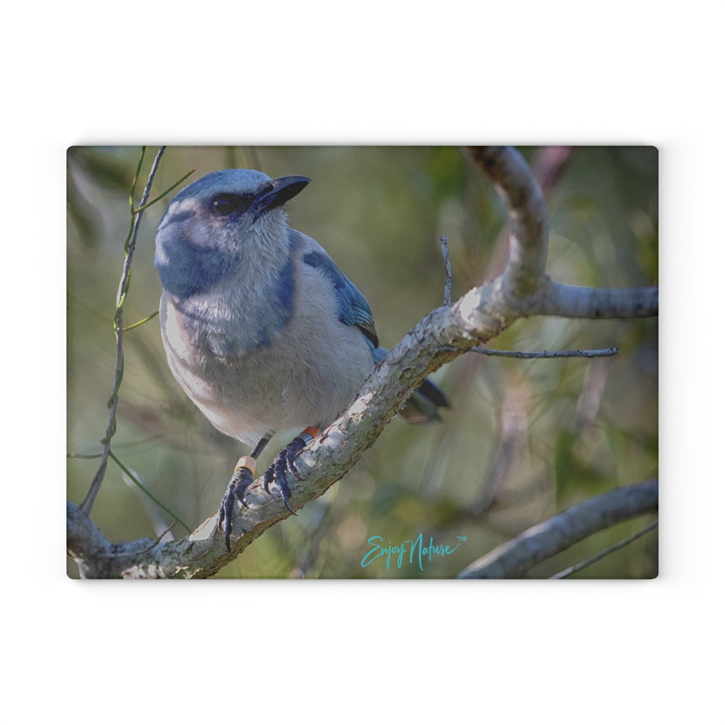 Scrub Jay Glass Cutting Board – Vibrant Florida Wildlife Kitchen Decor | Enjoy Nature Collection