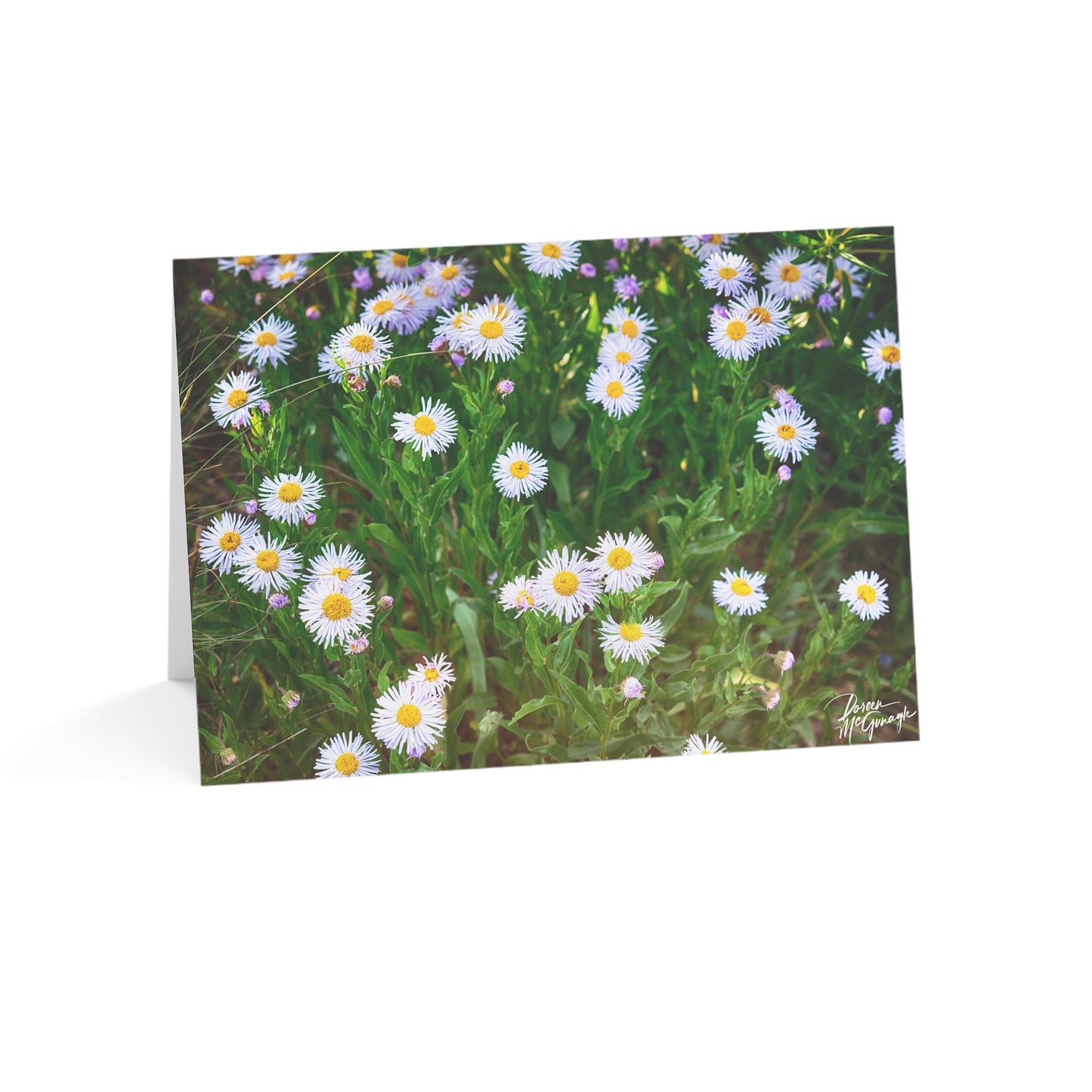 Floral Wild Daisies Greeting Cards | Eco-Friendly Nature-Inspired 5x7 Note Card Set of 50 | Perfect for Birthdays, Thank You & Everyday Messages