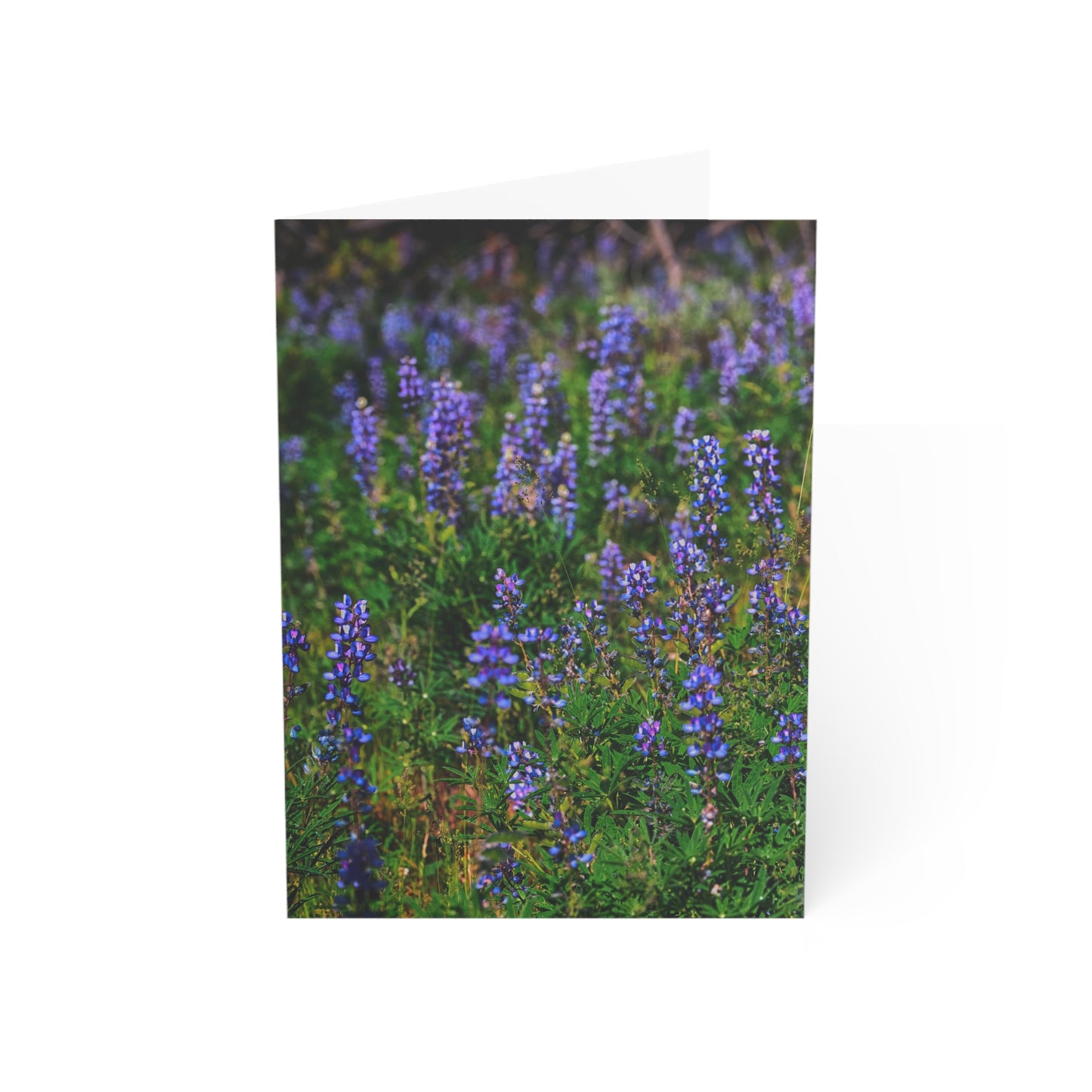 Enjoy Nature Collection – Wild Purple Lupines Greeting Cards | 5x7 Note Card Sets of 10, 30, 50 | Eco-Friendly Gifts for Nature Lovers