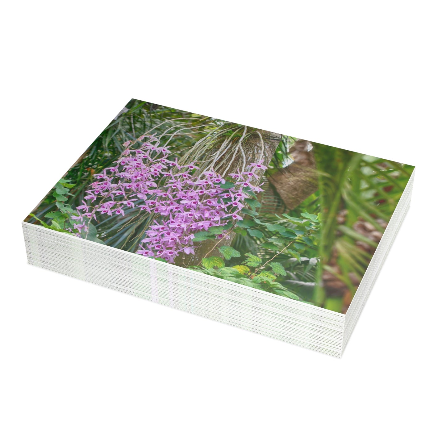 Photo note cards Purple Dendrobium Orchid, boxed note cards, 10 pc